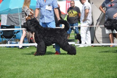 INT.CH,CH.PL,MŁ.CH.PL CH.RO GOLDEN TROPHY WSPOMNIENIE O TIGRZE KLASA CHAMPIONÓW 1/2 CWC.CACIB,BOB,BOG II